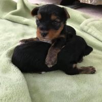 Yorkshire Terrier Puppies for sale in Mio, MI 48647, USA. price: NA