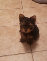 Yorkshire Terrier Puppies for sale in Dunnellon, FL, USA. price: NA