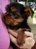 Yorkshire Terrier Puppies for sale in Hanoverton, OH 44423, USA. price: NA