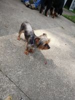 Yorkshire Terrier Puppies for sale in Hanoverton, OH 44423, USA. price: NA
