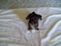 Yorkshire Terrier Puppies for sale in Sweetwater, TN 37874, USA. price: NA