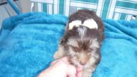 Yorkshire Terrier Puppies for sale in Watertown, NY 13601, USA. price: NA