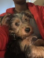 Yorkshire Terrier Puppies for sale in Woodbridge, VA 22191, USA. price: NA