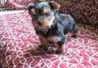 Yorkshire Terrier Puppies for sale in Phoenix, AZ, USA. price: NA
