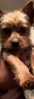 Yorkshire Terrier Puppies for sale in Waco, TX, USA. price: NA