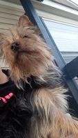 Yorkshire Terrier Puppies for sale in Lewisville, TX, USA. price: NA