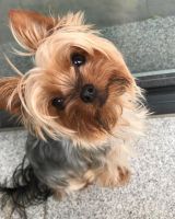 Yorkshire Terrier Puppies for sale in Valley View Blvd NW, Roanoke, VA, USA. price: NA
