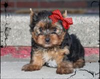 Yorkshire Terrier Puppies for sale in Roseville, MI 48066, USA. price: NA