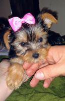 Yorkshire Terrier Puppies for sale in Arlington, TX, USA. price: NA