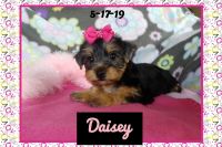 Yorkshire Terrier Puppies for sale in Madill, OK 73446, USA. price: NA