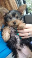 Yorkshire Terrier Puppies for sale in St Cloud, FL, USA. price: NA