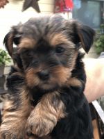 Yorkshire Terrier Puppies for sale in Belvidere, IL 61008, USA. price: NA