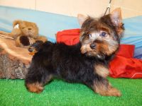 Yorkshire Terrier Puppies for sale in Hammond, IN, USA. price: NA