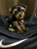 Yorkshire Terrier Puppies for sale in West Sacramento, CA, USA. price: NA