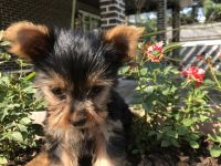 Yorkshire Terrier Puppies for sale in North Apollo, PA, USA. price: NA