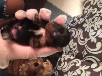 Yorkshire Terrier Puppies for sale in Boynton Beach, FL, USA. price: NA