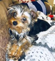 Yorkshire Terrier Puppies for sale in Gresham, OR, USA. price: NA