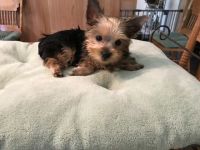 Yorkshire Terrier Puppies for sale in Harrisville, Burrillville, RI 02830, USA. price: NA
