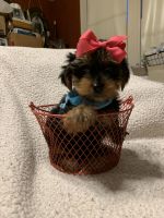Yorkshire Terrier Puppies for sale in Little Rock, AR, USA. price: NA