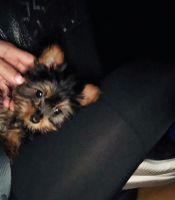 Yorkshire Terrier Puppies for sale in Claremont, CA 91711, USA. price: NA