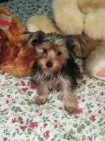 Yorkshire Terrier Puppies for sale in DeBary, FL 32713, USA. price: NA