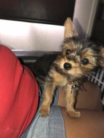 Yorkshire Terrier Puppies for sale in 77516 Carinda Ct, Palm Desert, CA 92211, USA. price: NA