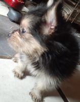Yorkshire Terrier Puppies for sale in Titusville, PA 16354, USA. price: NA