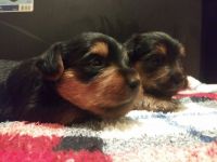 Yorkshire Terrier Puppies for sale in Huntsville, AL 35806, USA. price: NA