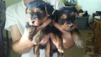 Yorkshire Terrier Puppies for sale in Paris, KY 40361, USA. price: NA