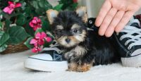 Yorkshire Terrier Puppies for sale in Austin Ln, Frisco, TX 75034, USA. price: NA