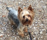 Yorkshire Terrier Puppies for sale in 132 N 87th Pl, Mesa, AZ 85207, USA. price: NA