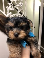 Yorkshire Terrier Puppies for sale in Linden, NJ, USA. price: NA