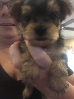 Yorkshire Terrier Puppies for sale in King, NC, USA. price: NA