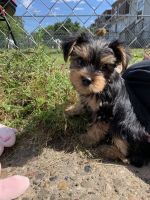 Yorkshire Terrier Puppies for sale in Florence Township, NJ, USA. price: NA