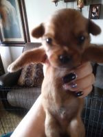 Yorkshire Terrier Puppies for sale in El Paso, TX 79924, USA. price: NA