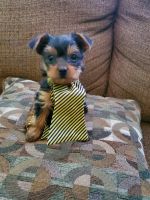 Yorkshire Terrier Puppies for sale in Red Springs, NC 28377, USA. price: NA
