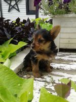 Yorkshire Terrier Puppies for sale in Grabill, IN 46741, USA. price: NA