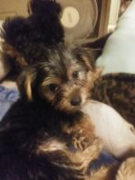 Yorkshire Terrier Puppies for sale in Blue Springs, MO, USA. price: NA