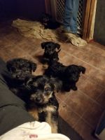 Yorkshire Terrier Puppies for sale in Millersburg, OH 44654, USA. price: NA