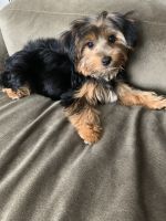 Yorkshire Terrier Puppies for sale in Deerfield, IL, USA. price: NA