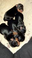 Yorkshire Terrier Puppies for sale in Garfield, KY, USA. price: NA