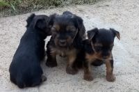 Yorkshire Terrier Puppies for sale in St. Louis, MO 63121, USA. price: NA