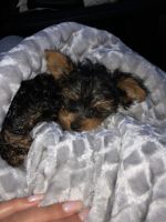 Yorkshire Terrier Puppies for sale in Raynham, MA, USA. price: NA