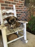 Yorkshire Terrier Puppies for sale in Richmond, IL 60071, USA. price: NA