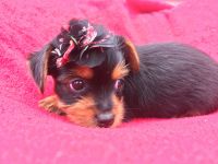 Yorkshire Terrier Puppies for sale in Oxford, CT, USA. price: NA