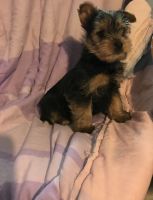 Yorkshire Terrier Puppies for sale in Fruitland, MD, USA. price: NA