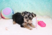 Yorkshire Terrier Puppies for sale in Las Vegas, NV 89139, USA. price: NA