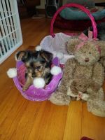 Yorkshire Terrier Puppies for sale in Clay, NY, USA. price: NA