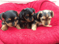 Yorkshire Terrier Puppies for sale in Oxford, CT, USA. price: NA
