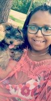 Yorkshire Terrier Puppies for sale in Wallace, NC, USA. price: NA
